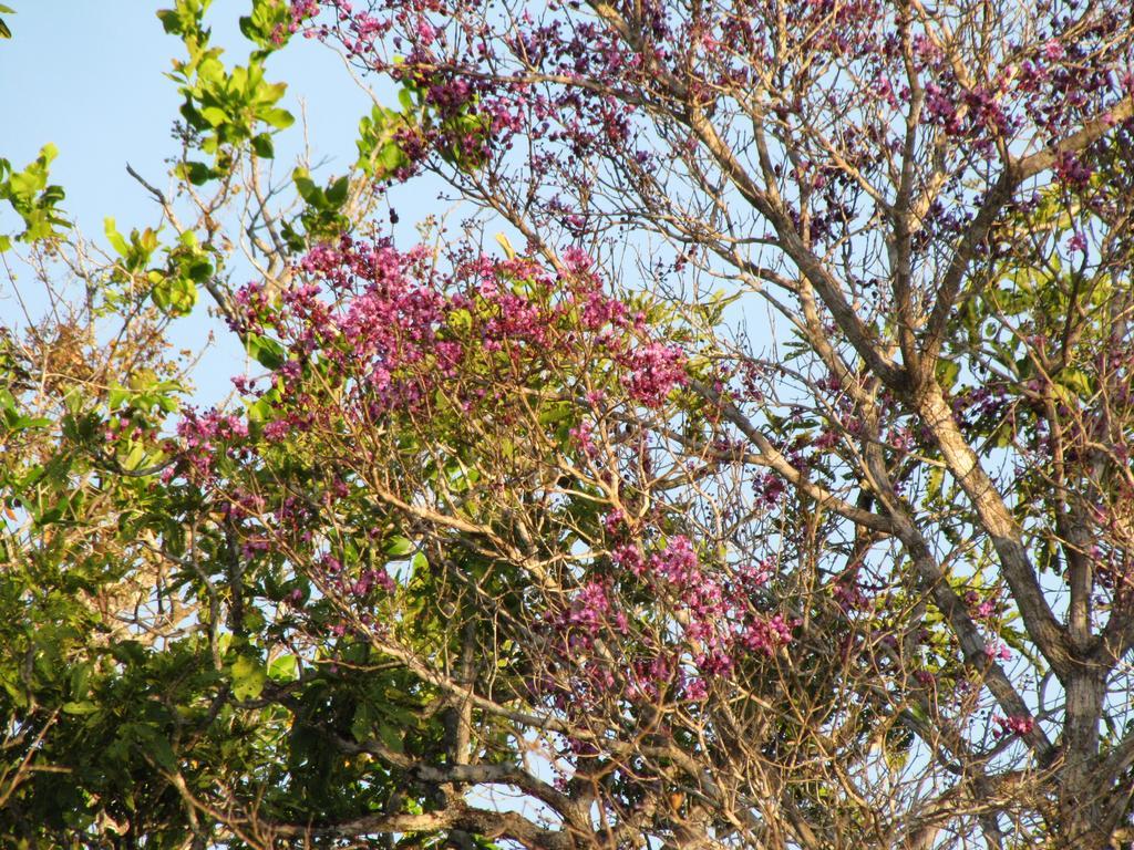 Hotel Fazenda Arara Azul Carolina  Eksteriør bilde